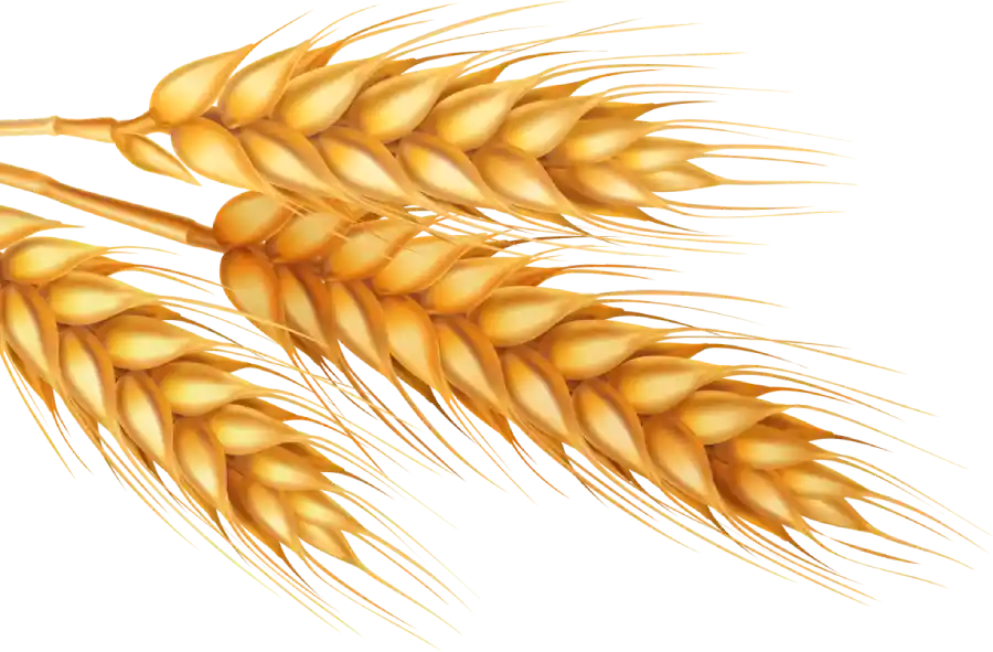 رشته پلویی توتیا با برش اصفهان